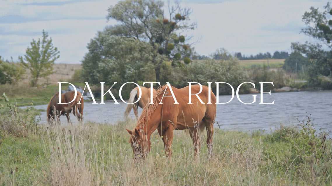 dakota ridge horses drinking logo branding slider 1